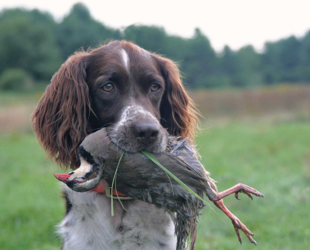 A Small Munsterlander retrieving a game bird.