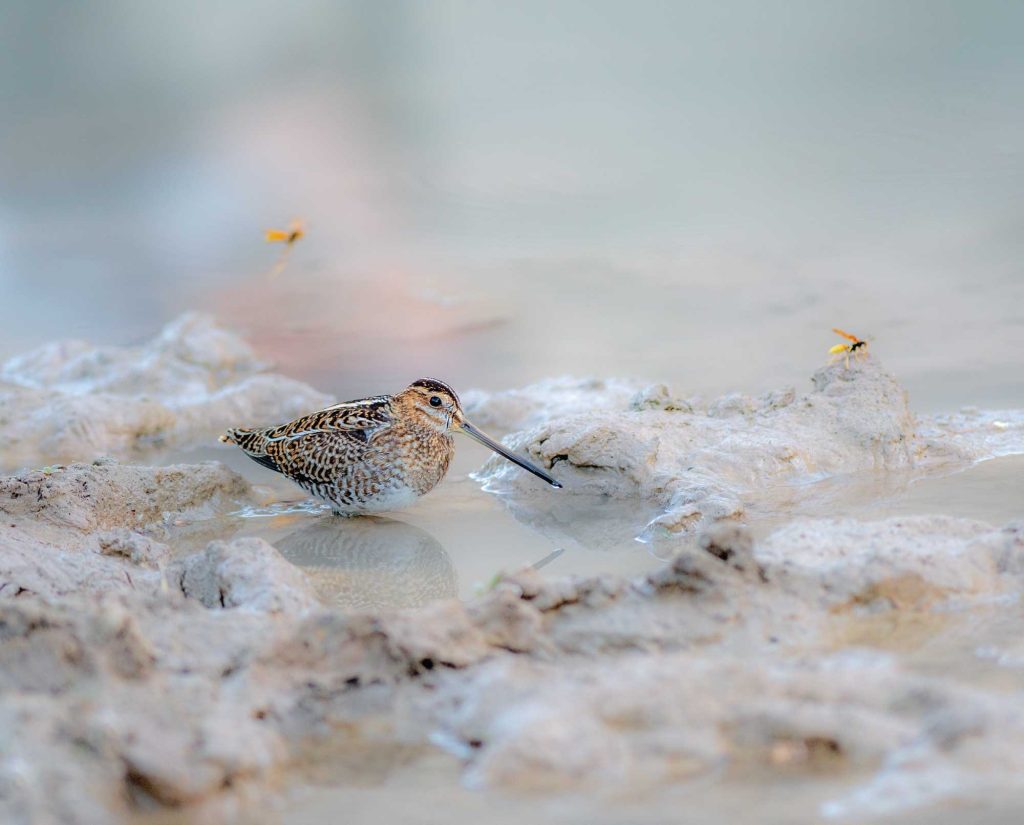 A snipe in a Texas swamp