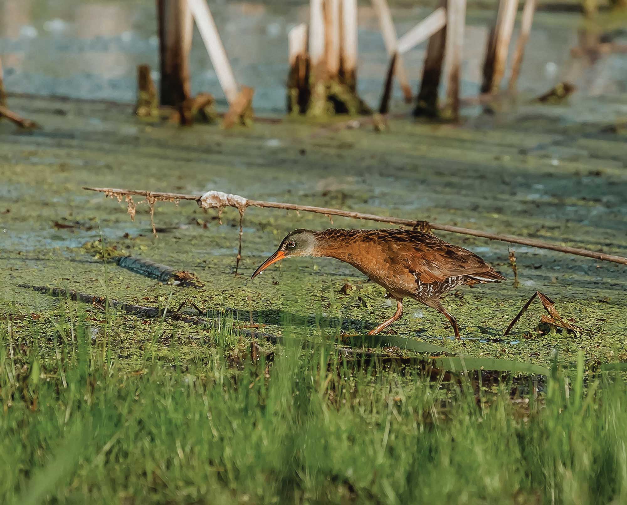 A Virginia rail walking in a swamp
