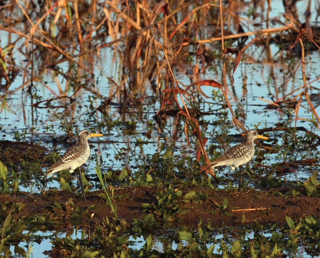snipe hunting decoys set up on the ground
