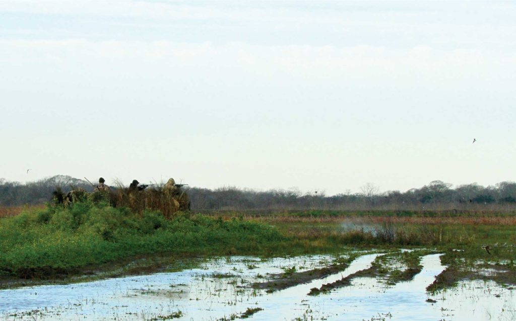 Snipe hunters in a blind hunting over decoys