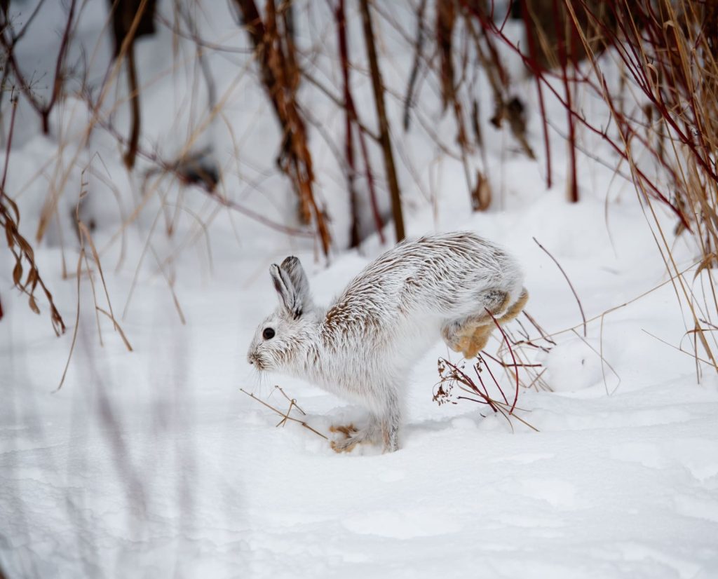 A snowshoe hare during a hunt in Maine.