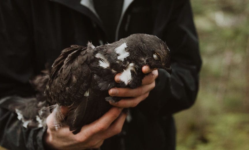 A hunter shows a sooty grouse from a spring hunt often called the Spring Hoot.