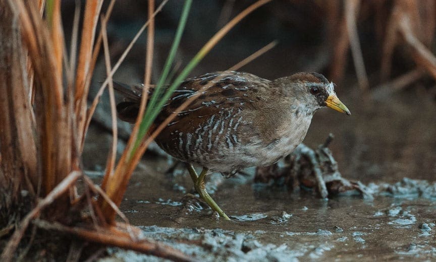 A sora rail along the edge of cover.