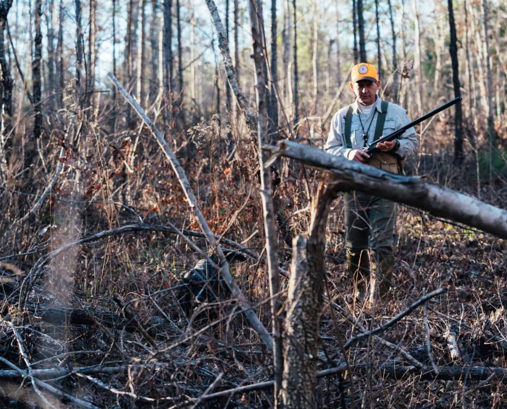 A bird dog points woodcock in Southern Atlantic habitat
