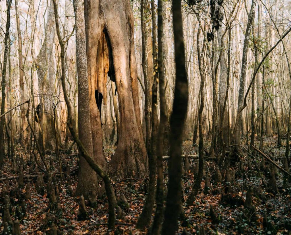 Woodcock habitat in the Southeast United States