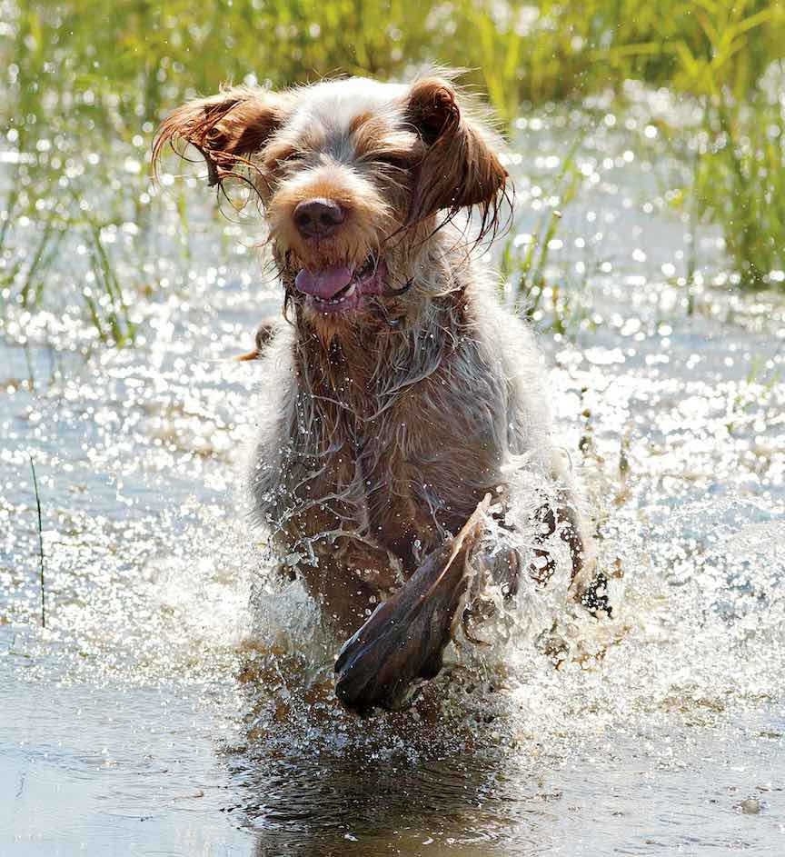 A Spinone hunting dog leaps through water on a hunt.