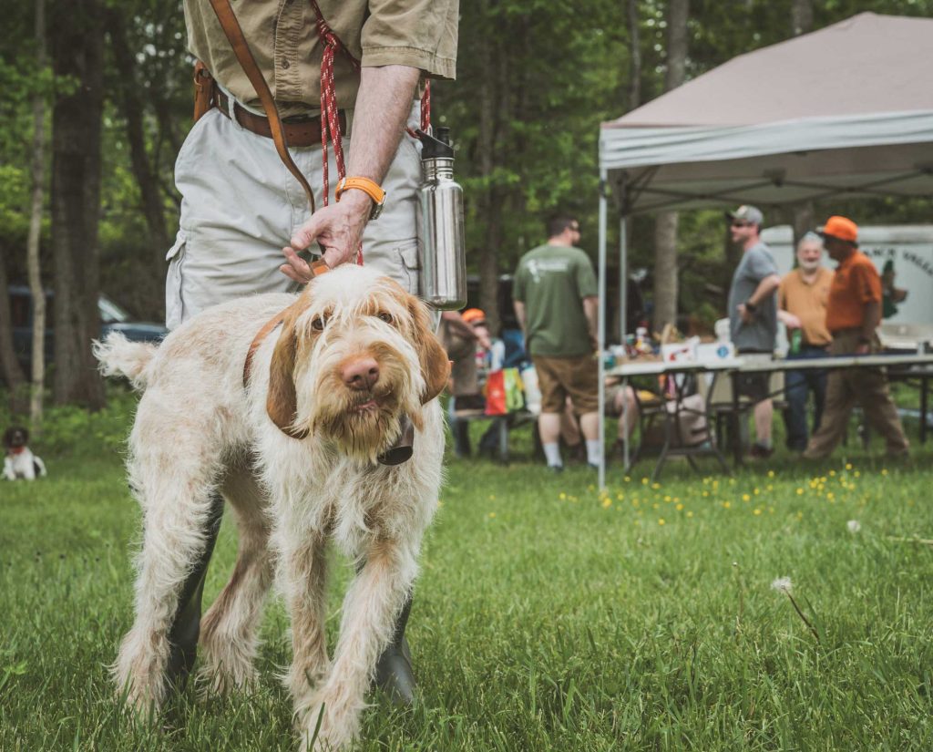 A leashed Spinone Italiano at a NAVHDA event.