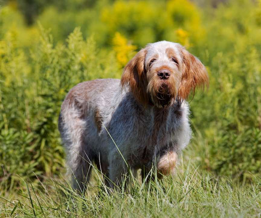 An orange and white Spinone Italiano on point while hunting in a grassy, bushy field.
