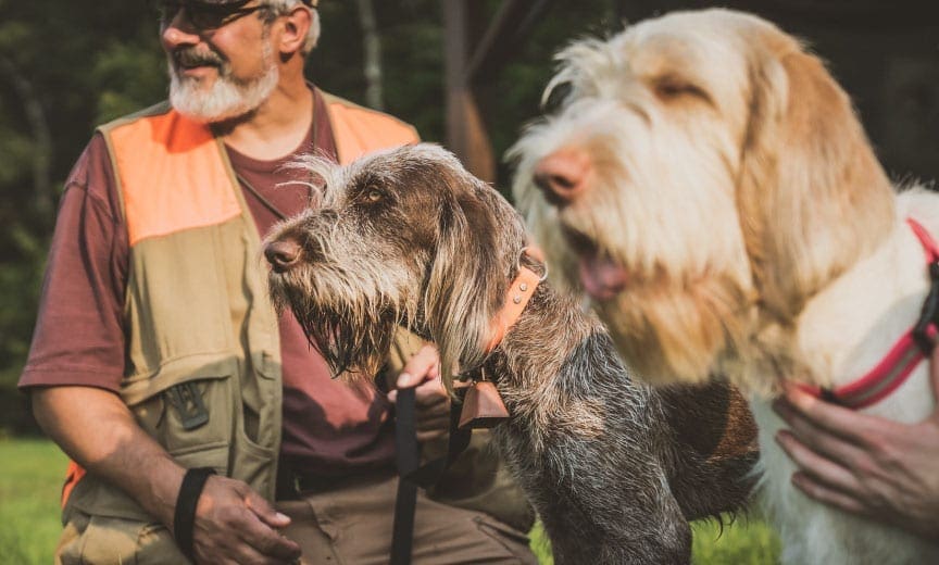 Two Spinone Italiano dogs outside wearing collars next to a human handler.
