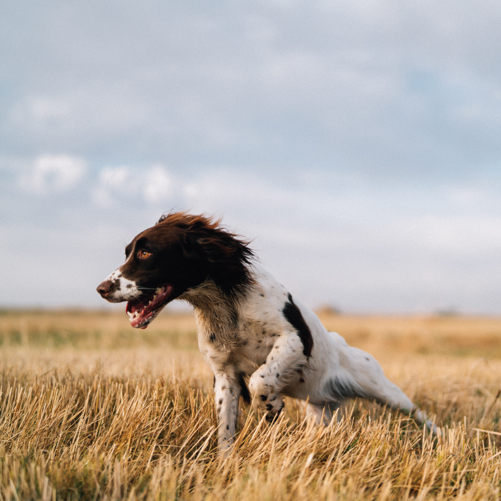 Springer Spaniel in the field.