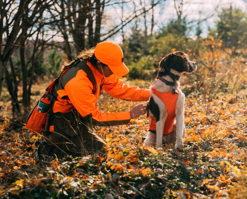 A springer spaniel geared up for hunting.
