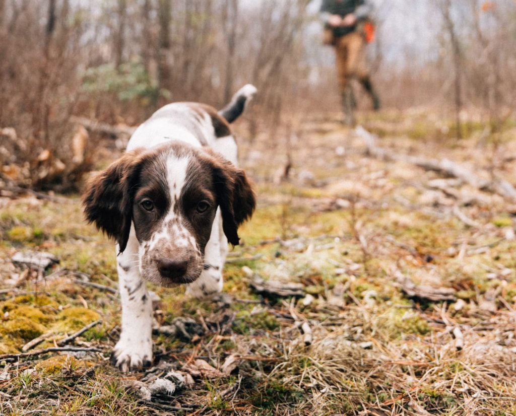 A springer spaniel puppy on a walk in the woods.