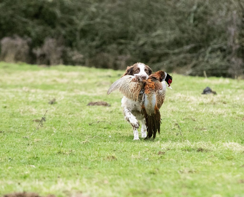 A springer spaniel retrieving a bird.