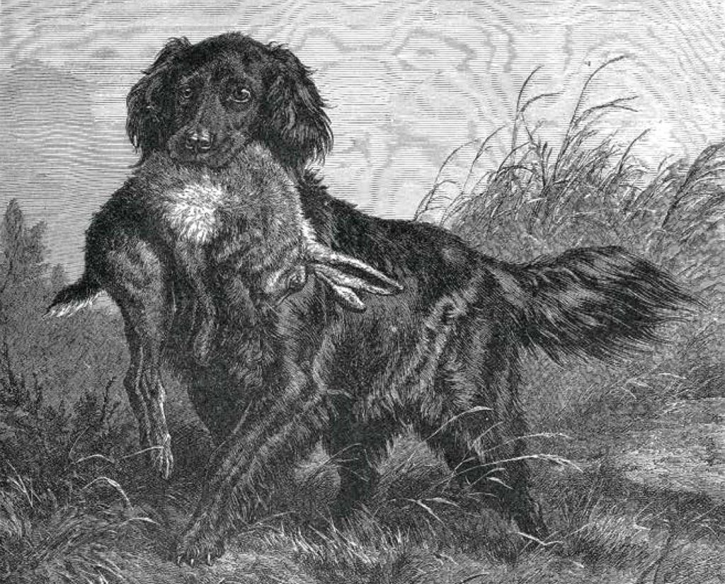 St. John’s Water Dog retrieves a rabbit