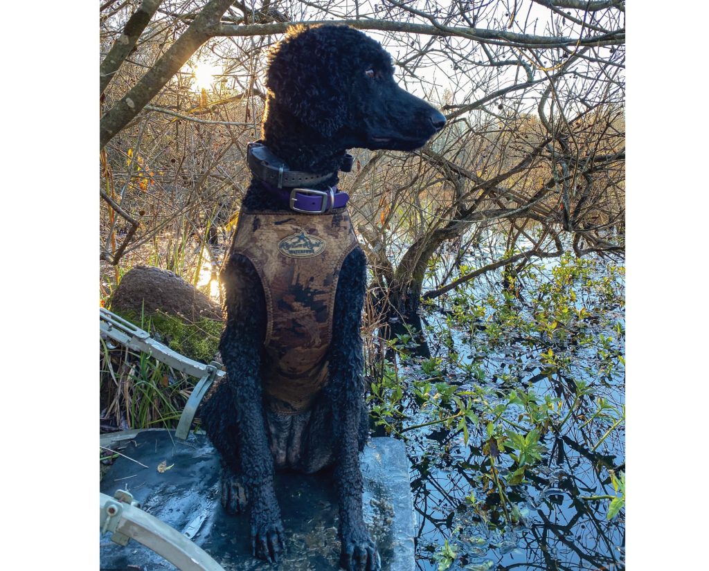 A Standard Poodle doing water work while hunting
