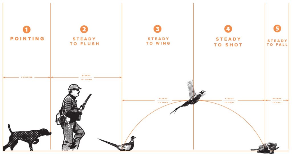 A diagram of the stages of steadiness in pointing dog training.