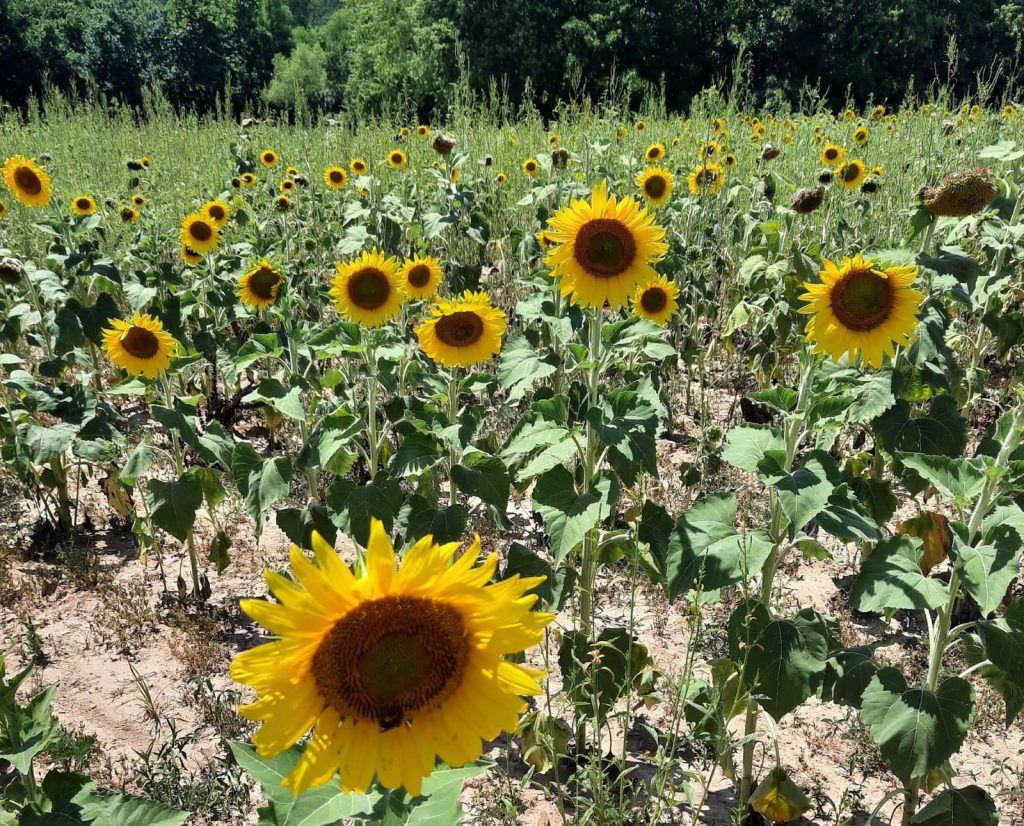 A sunflower field is a primary area for mourning dove activity.