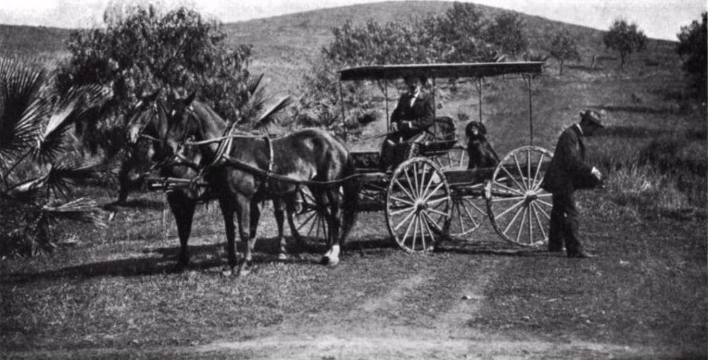 An old original photo of a Gordon Setter in a horse cart in Riverside county 1896
