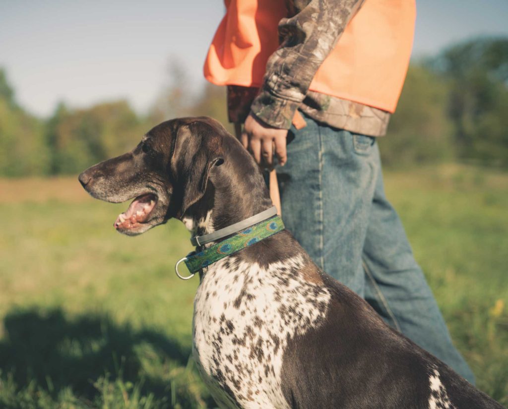 A dog waits for a command during training