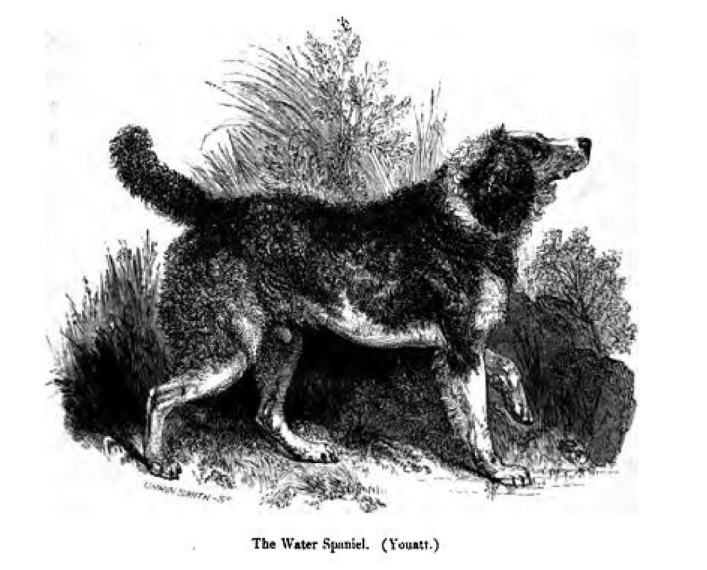 An english water spaniel illustration