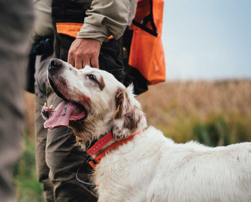 An English Setter hunting in North Dakota