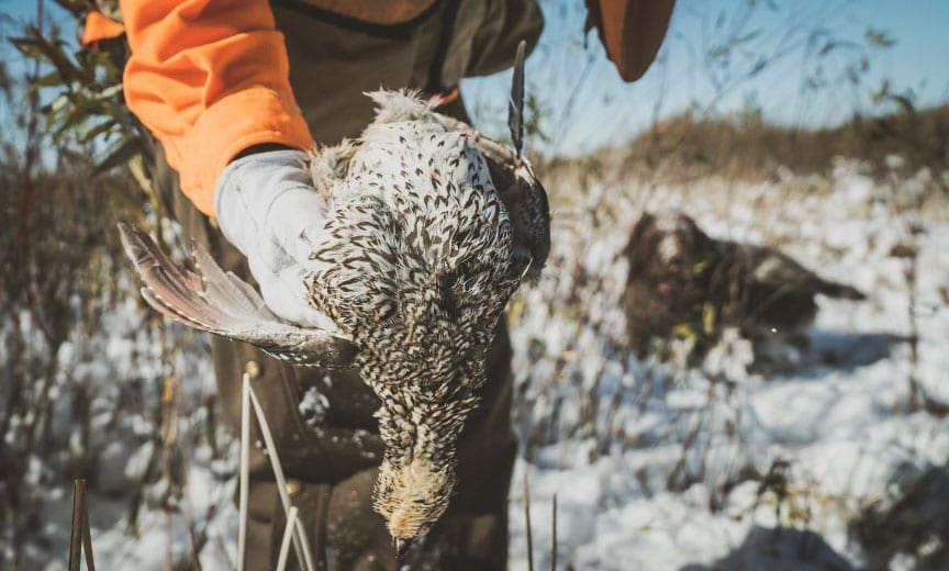 A hunter holds a sharp-tailed grouse with a German wirehaired pointer.