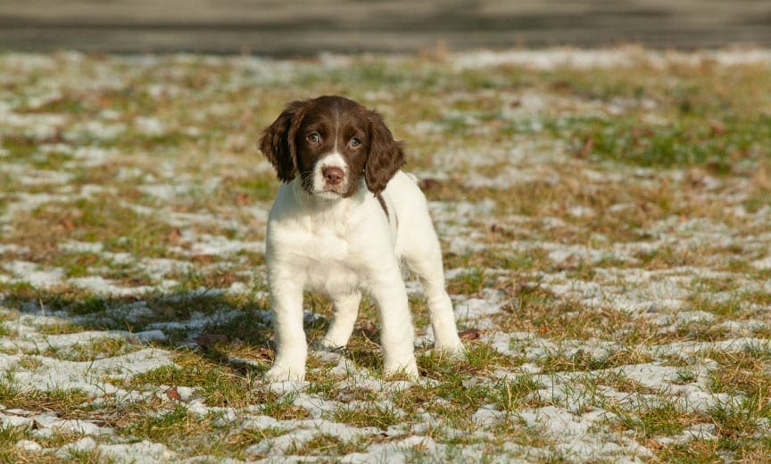 A springer spaniel puppy.