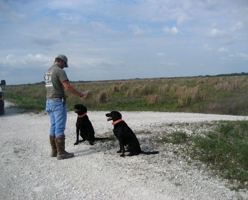 Dogs being trained to detect pythons by scent
