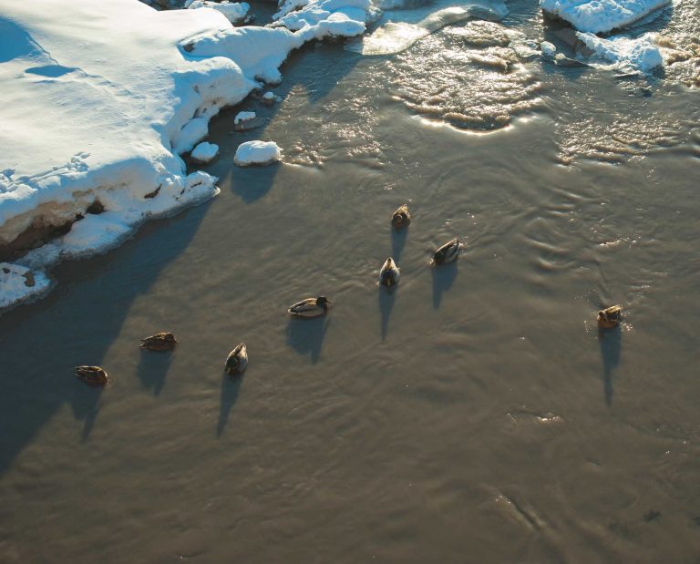 Ducks spread out naturally in the water