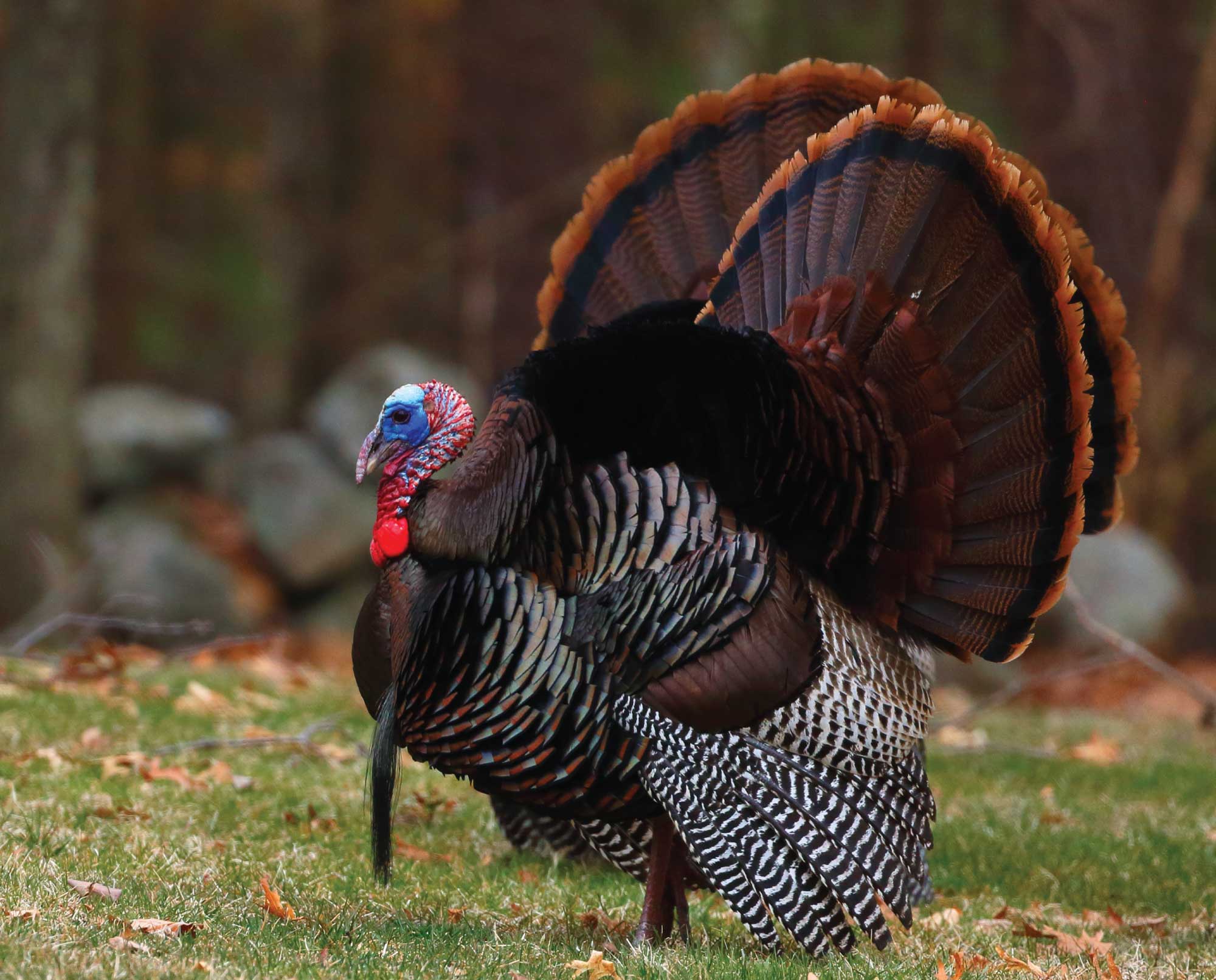 Wild turkeys in a suburban neighborhood.