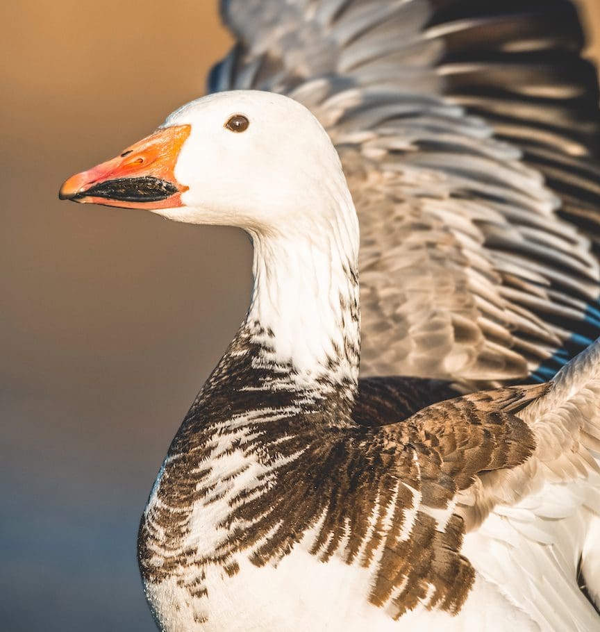 A profile of the head of a blue phase snow goose