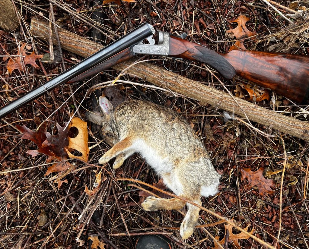 The author uses a vintage boxlock shotgun to hunt rabbits.