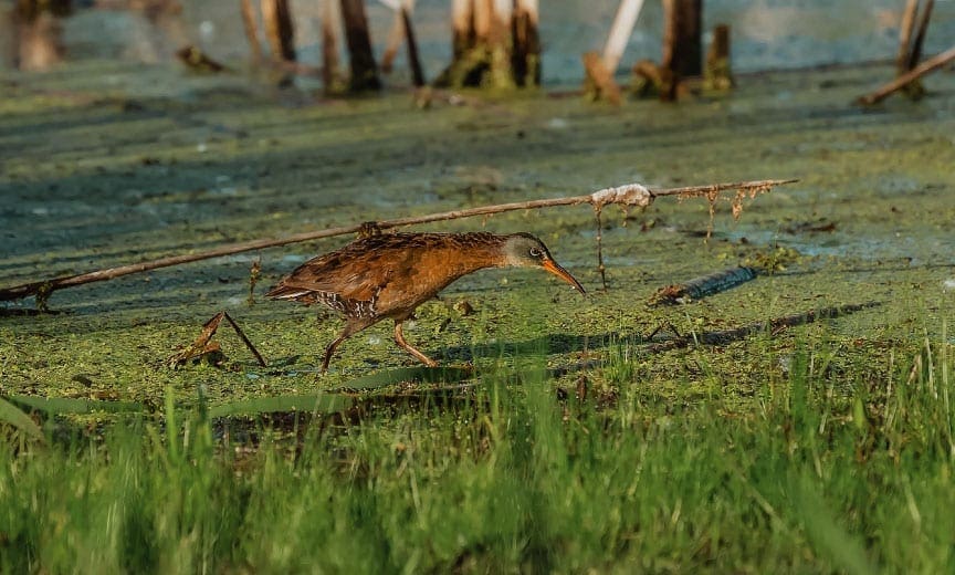 A Virginia rail makes its way through the wet edge of a marsh.