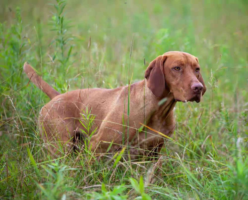 A Vizsla on point in a field