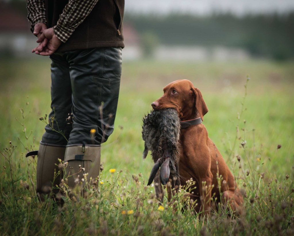 A Vizsla retrieve a rabbit