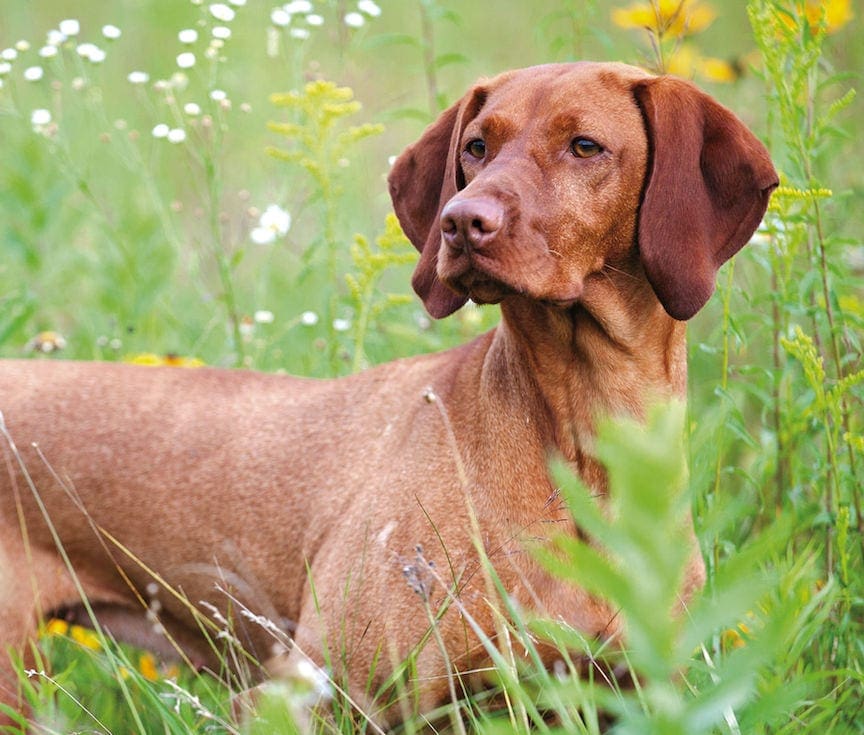 A Vizsla stands in a green field