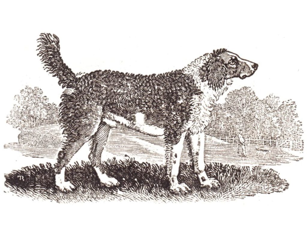 Illustration of a water spaniel