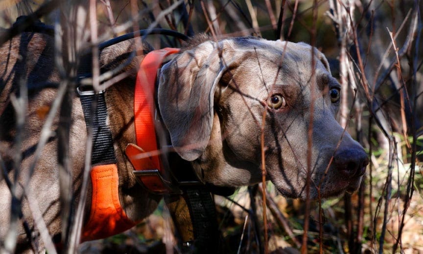 Weimaraner close up while on point. 