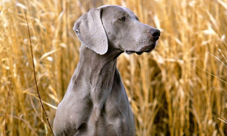 Weimaraner on an upland hunt.