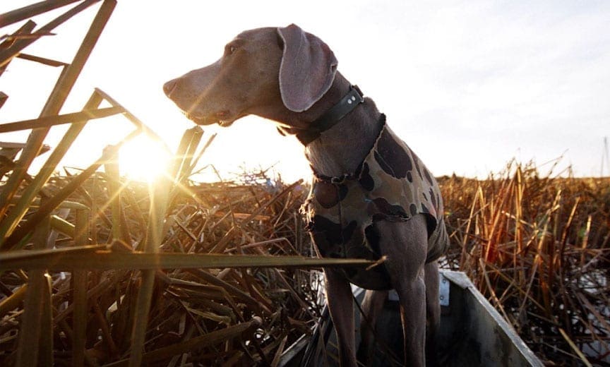 Weimaraner in a duck boat