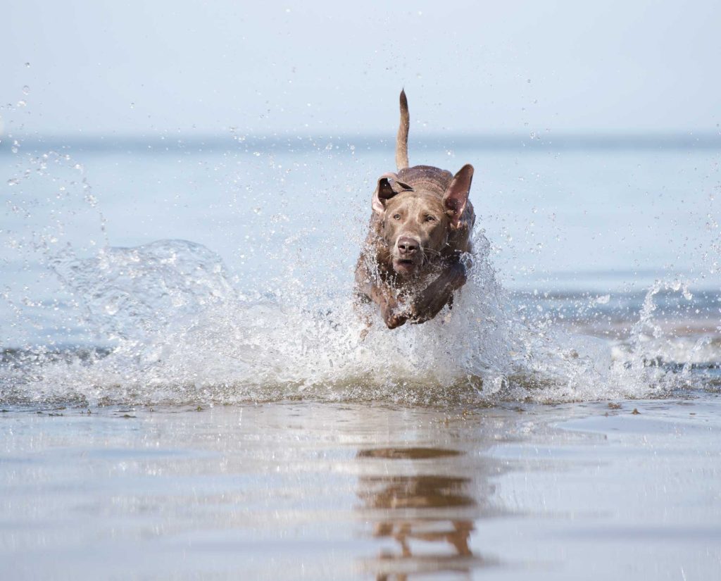 Weimaraner works in the water