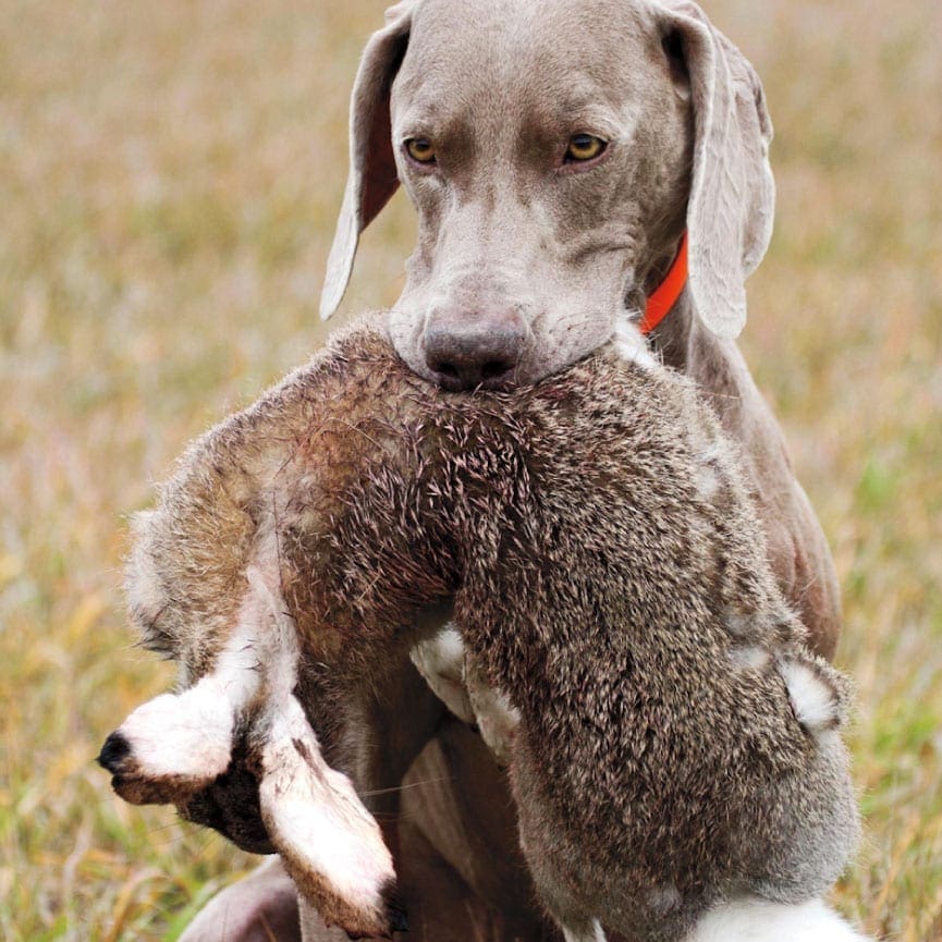 A Weimaraner retrieves a rabbit