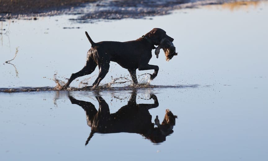 A Weimaraner retrieves a duck in water