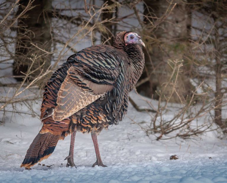 A wild turkey walks in a field