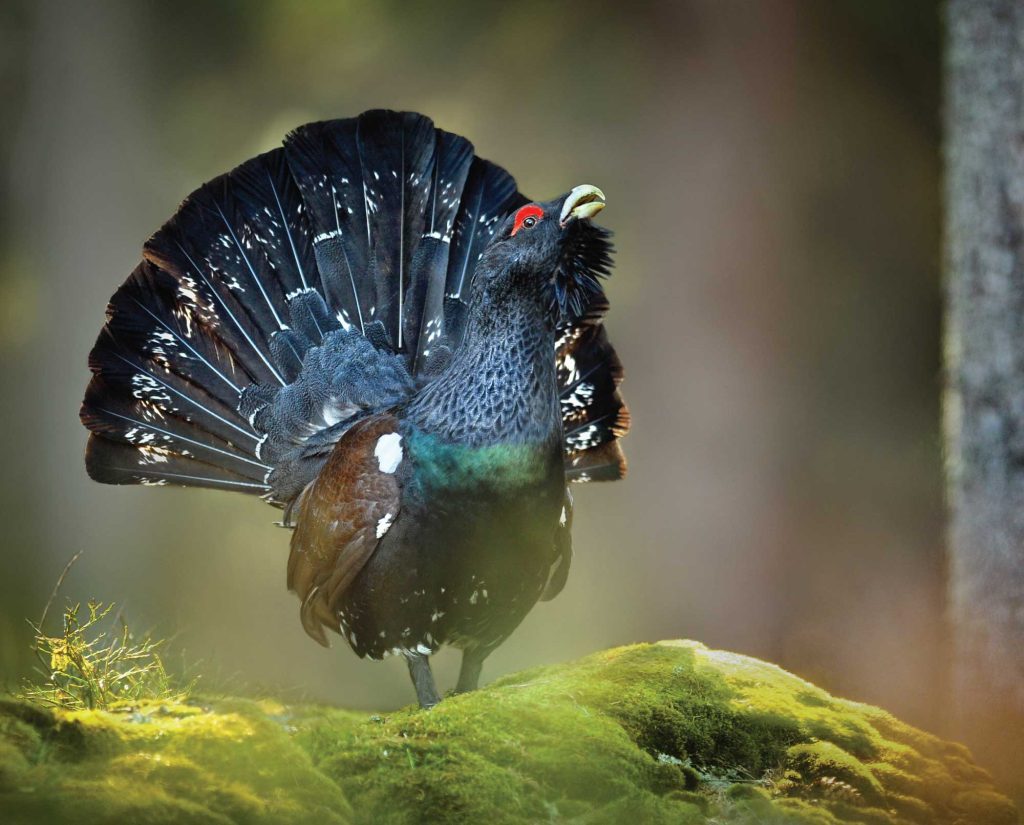 A Western Capercaillie (Tetrao Urogallus) on a log
