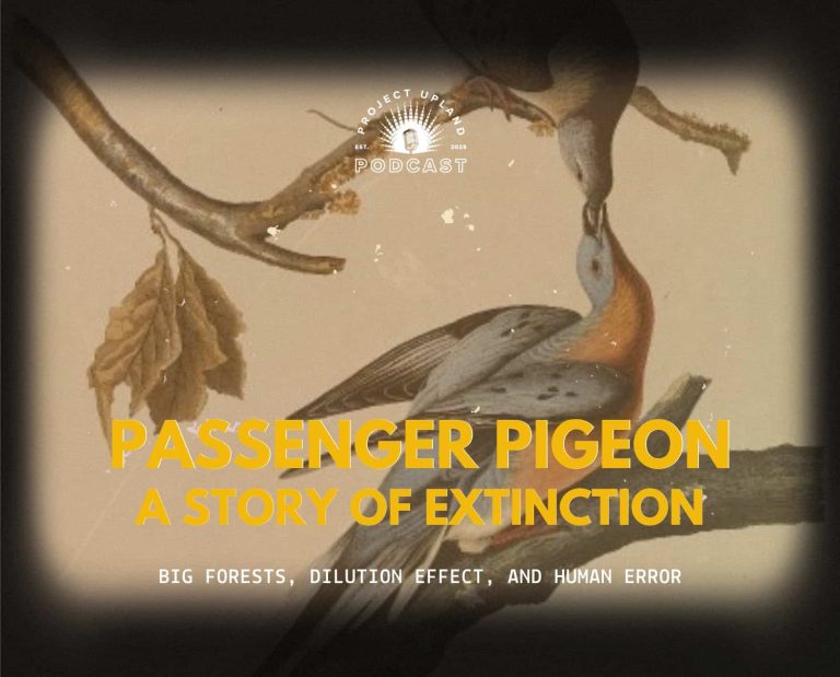 A historic drawing of a Passenger Pigeon male and female.