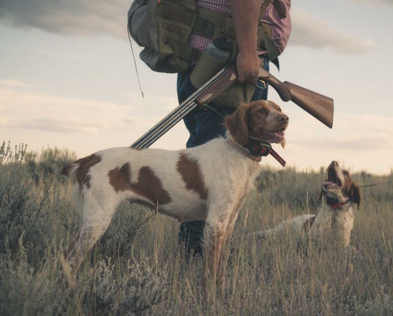 A sage grouse hunter with his Brittany's