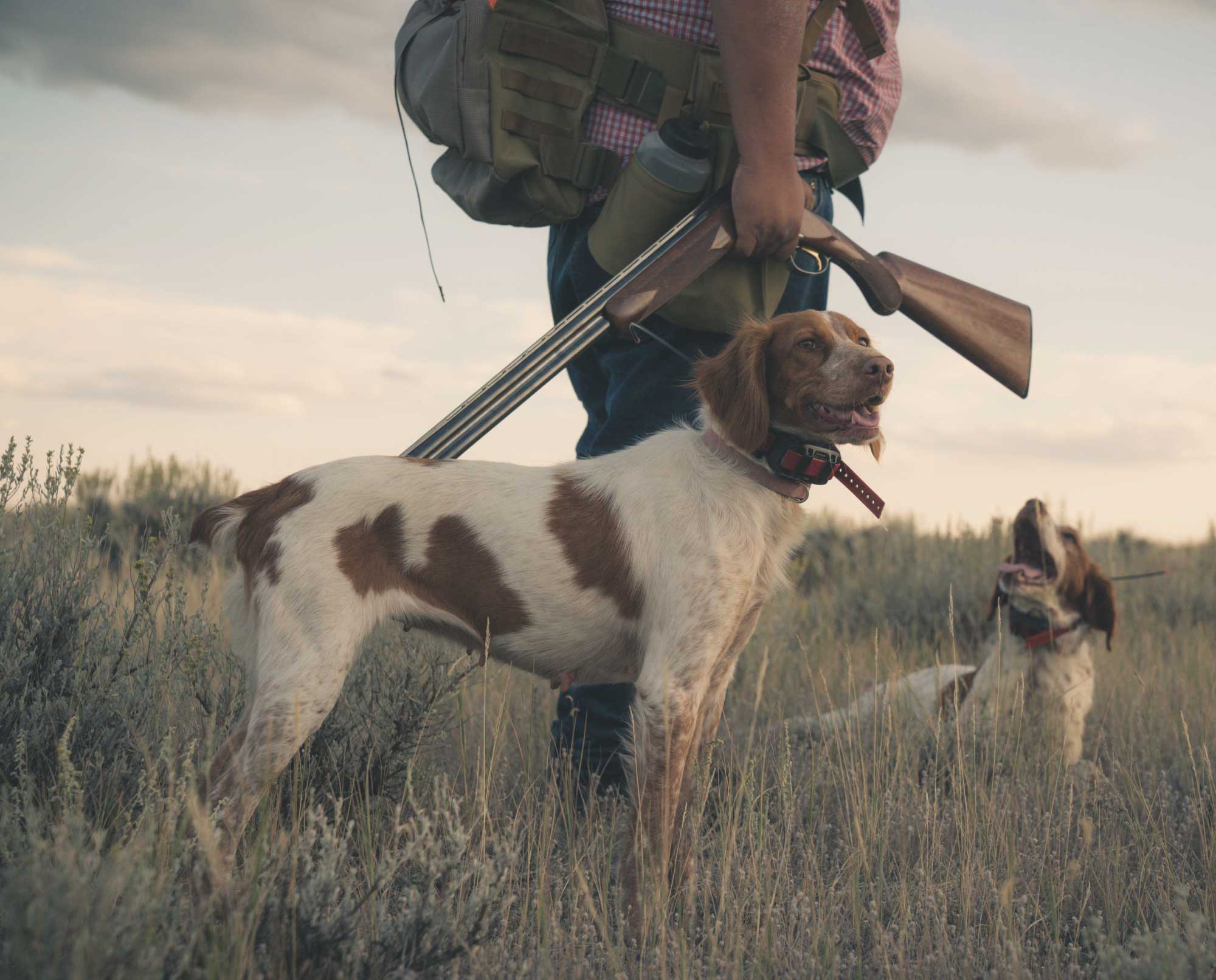 A sage grouse hunter with his Brittany's