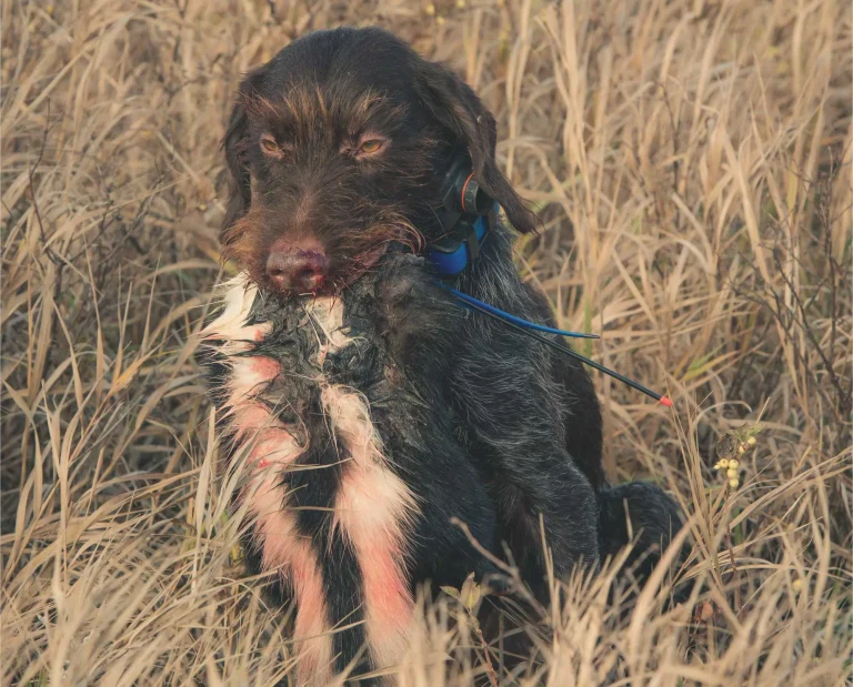 A dog with a skunk in his mouth
